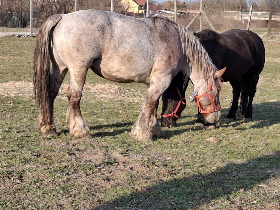 Vand iapa, 5 ani, 924 kg.