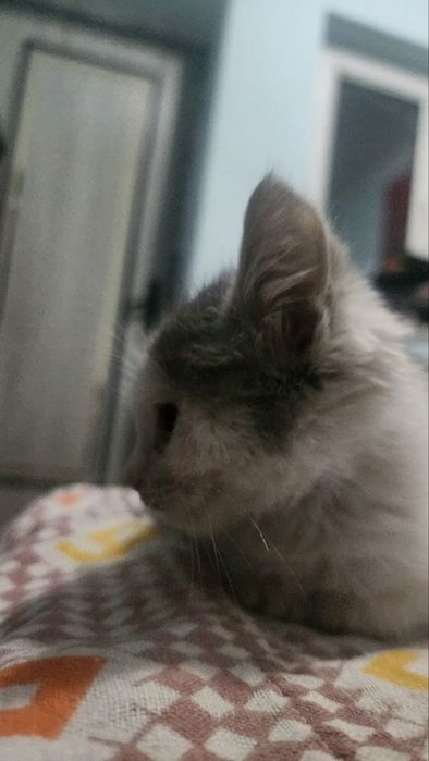 Котята от сибирской кошки.