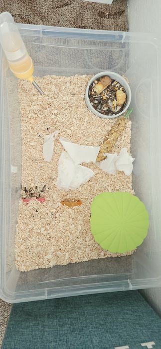 Hamster pitic cu tot ce se vede + altă cușcă