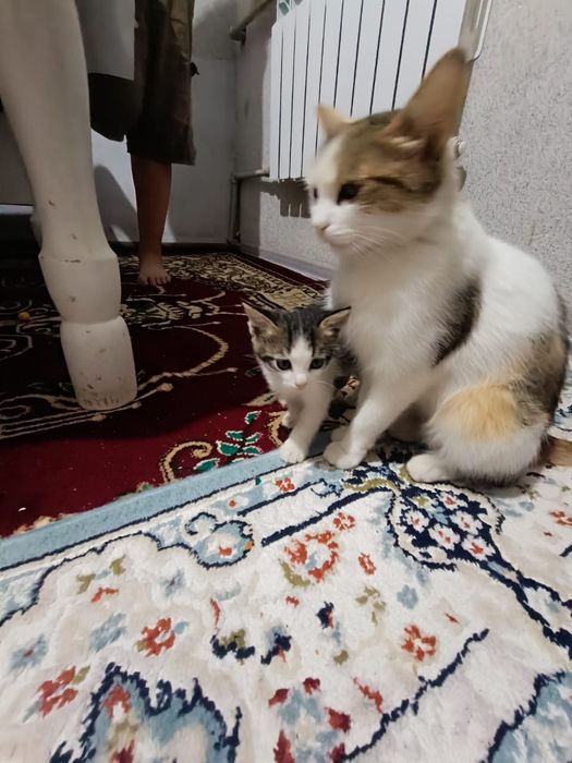 Отдам котят в хорошие руки