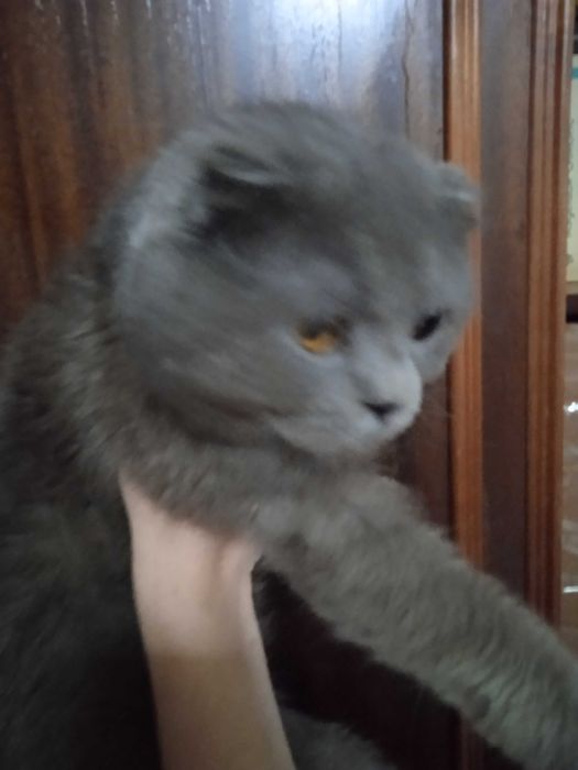 Веслоухий кот с золотыми глазами, 1 гнод, кастрат.