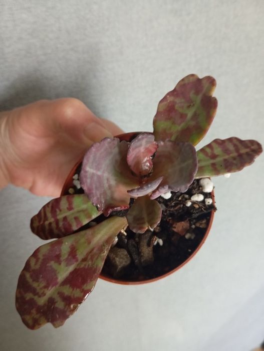 Продается каланхоэ "зебра"