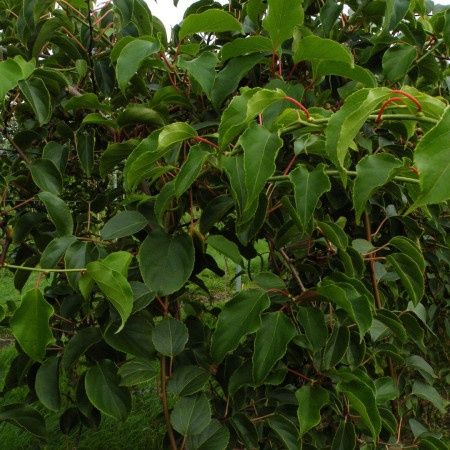 Kiwi weiki autofertil