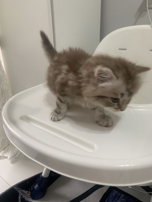 Проадется котенок пародистая