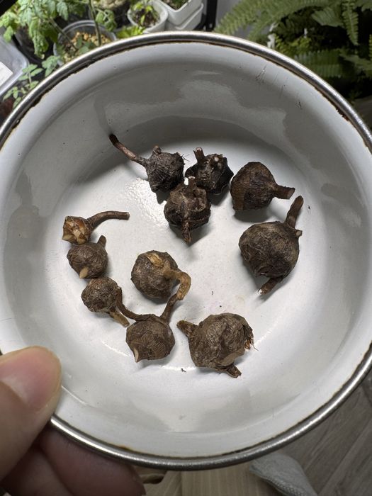 Клубни алоказии Регал шилдс