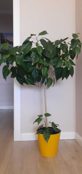 Продам комнатные цветы