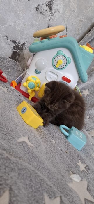 Шоколадный британский мальчик