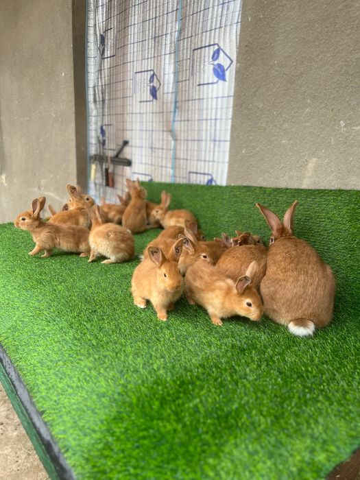 Бургундия қуёнлар