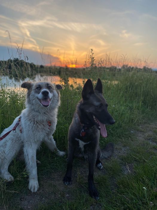 Рошаво женско куче търси дом