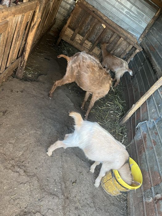 Capra prima fatare cu doi eduti fata baieat !!