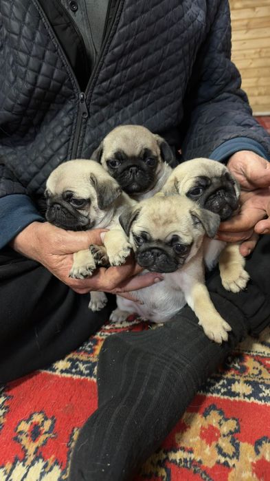 Продам щенят Мопс