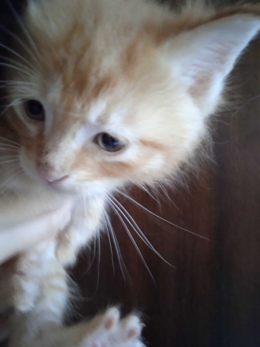 Красивые пушистые котятки, 35 дней.