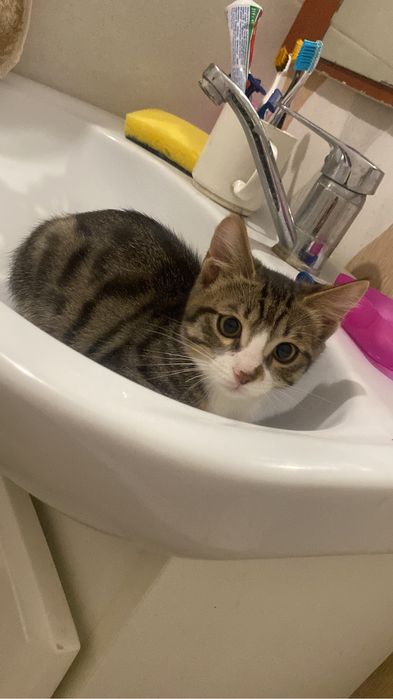 Котенок 5месяцев ищет дом