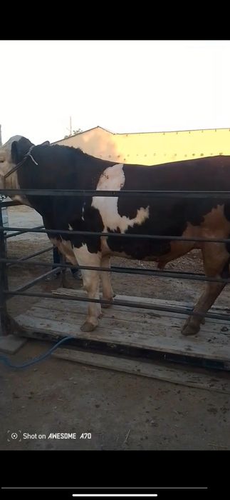 Mol Tarozi , Mol o'lchaymiz , Tarozi 2 tonnalik, Elektron tarozi