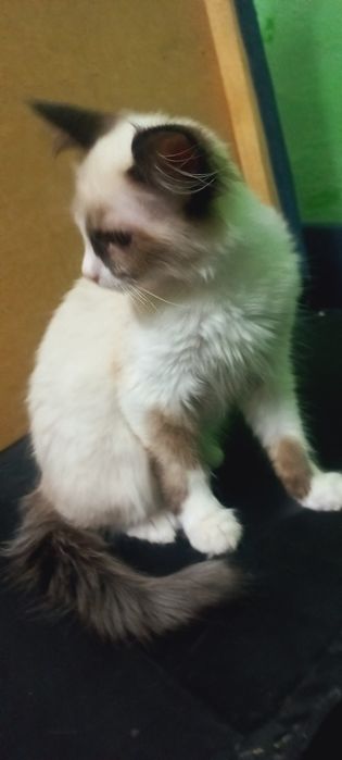 Отдам котёнка в добрые руки
