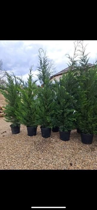 Leylandii pon pon spirale gazon rulou  mesteacăn alb