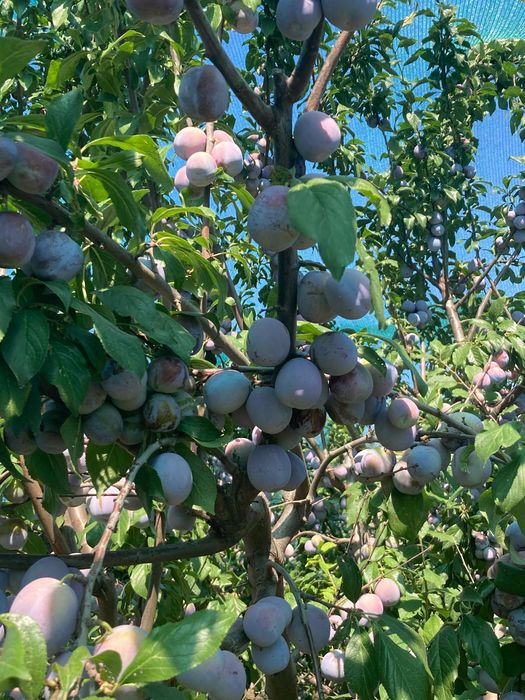 Vând prune de masă