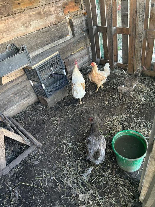 Продам домашних курей, петухов