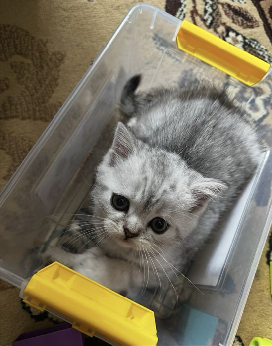 Продам шотладских котят