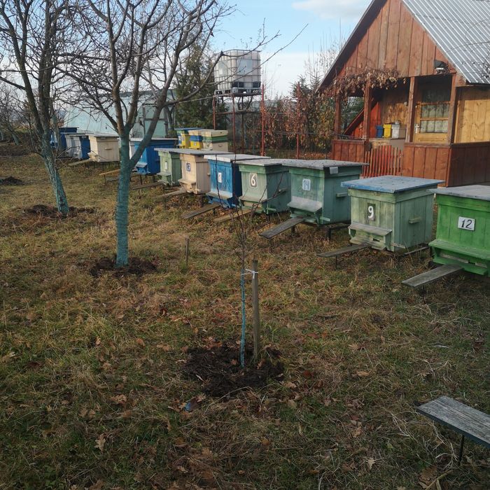 Vind 5---10 Familii de albine  Regine Carpatine din 2025