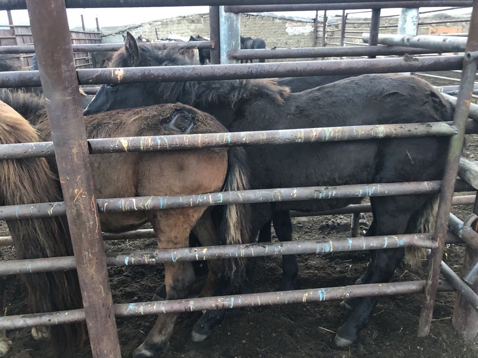 50 бас жабағы еркек