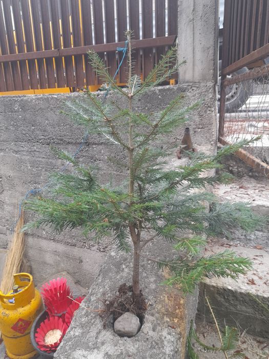 Puieti ,mesteacan,tei,