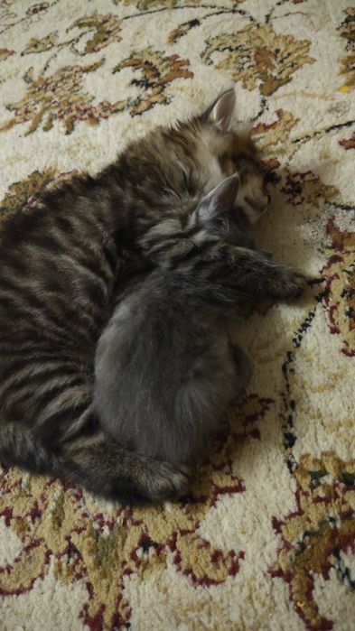 Отдам котят в добрые руки