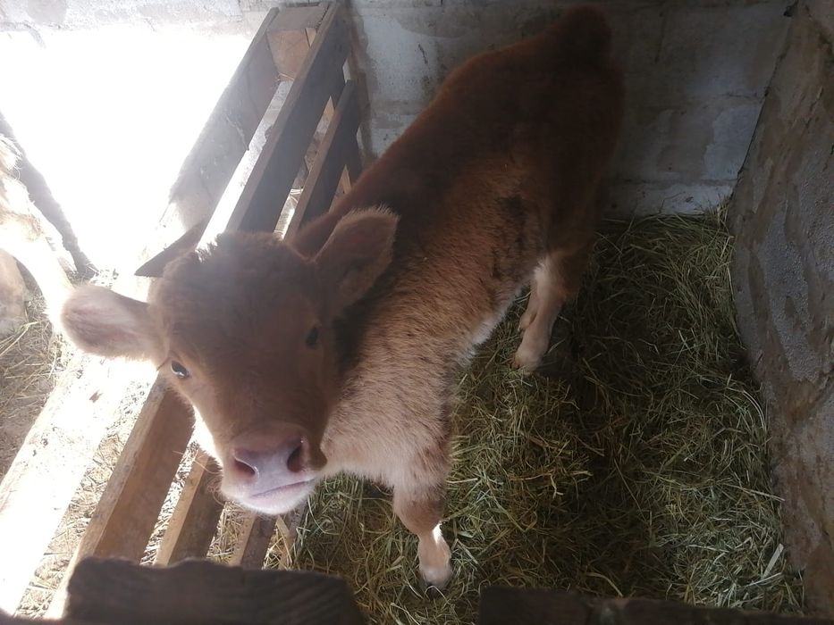 Бычок 2 недельный