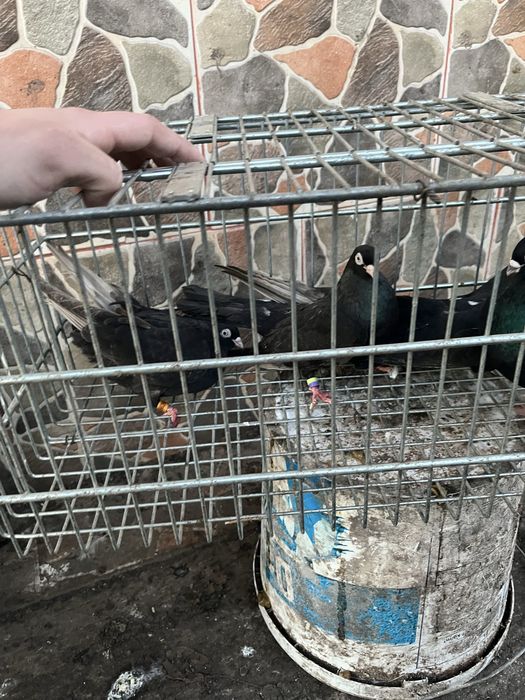 Porumbei santineti si jucatori de galati