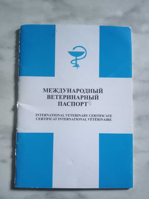 Отдаю кота хорошим рукам бесплатно его имя Руфус