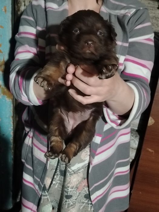 Продам щенков овчарки