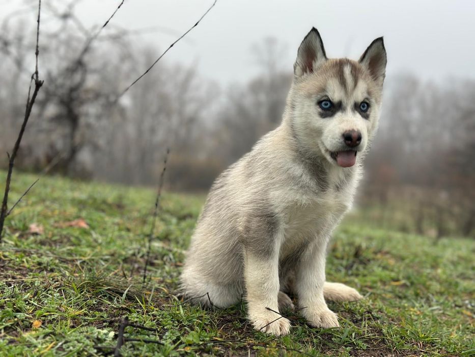 Pui husky siberian!