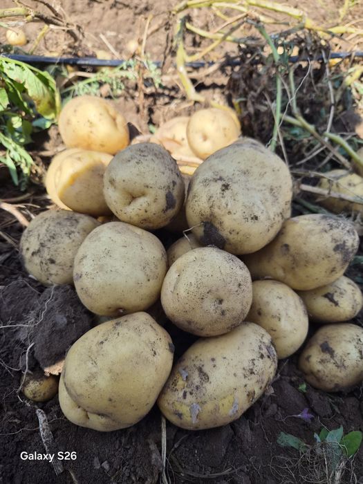 Продам картофель