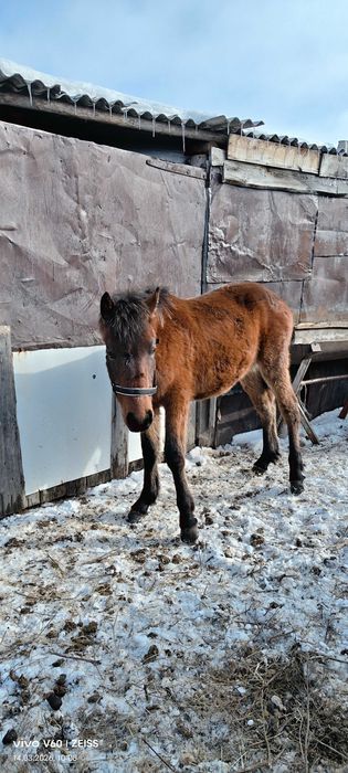 Продам жеребчиков жорга