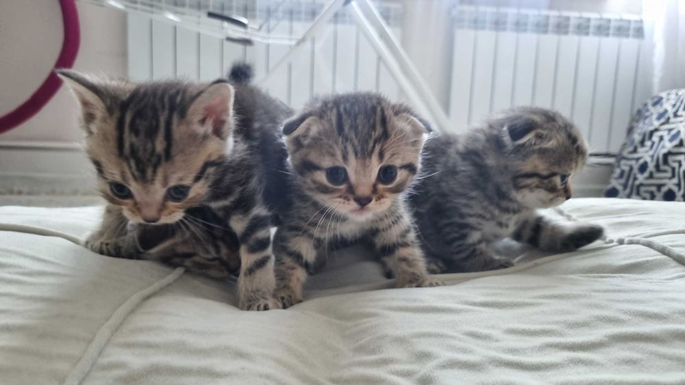 Шотландские котята