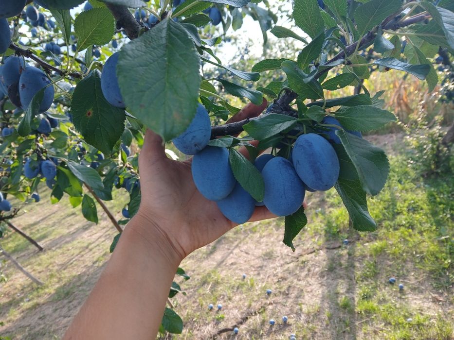 Vând prune proaspete