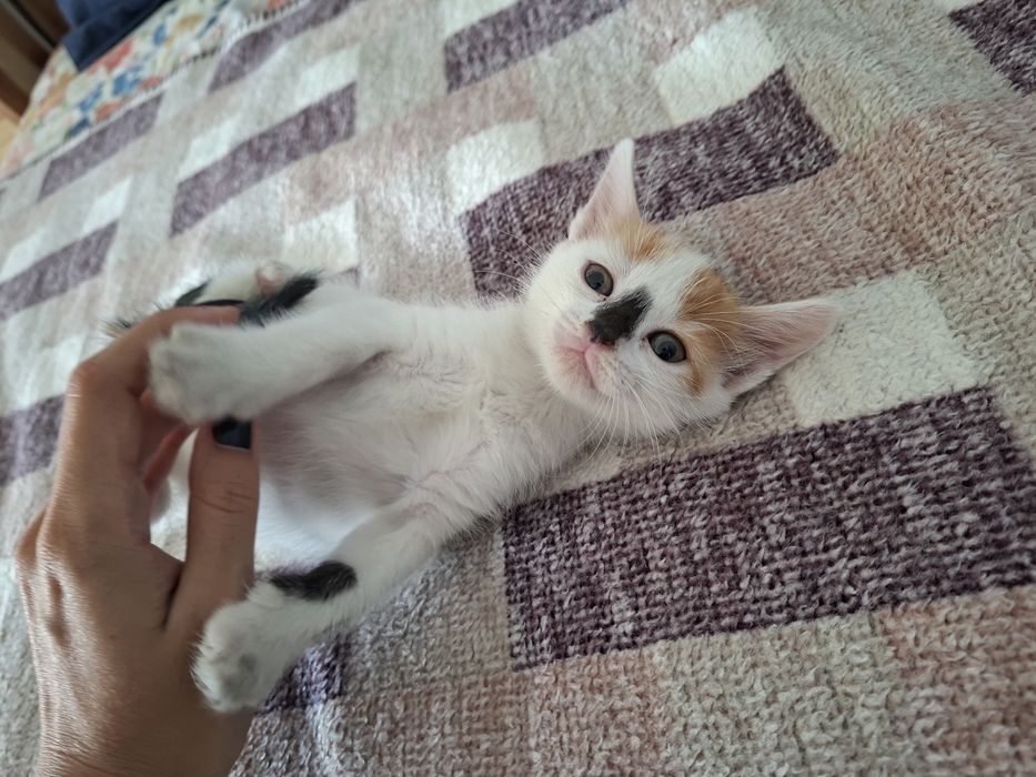 Спешно! Подарявам котенца!