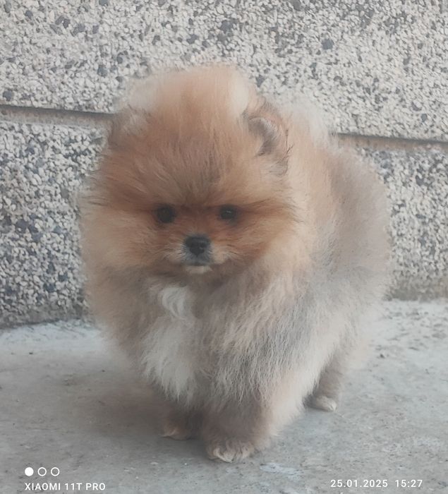 Померан, померанче