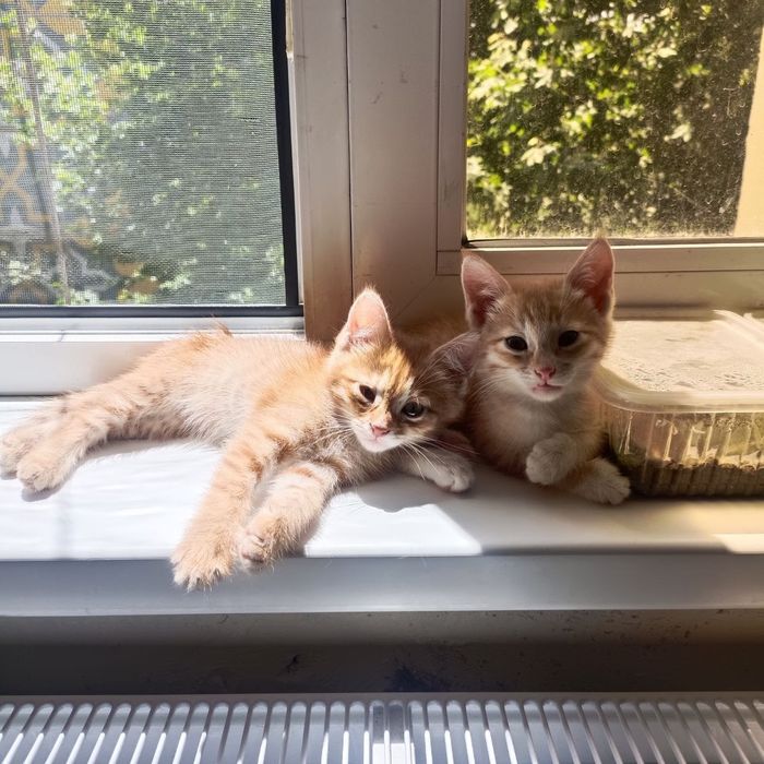 Котята в добрые руки