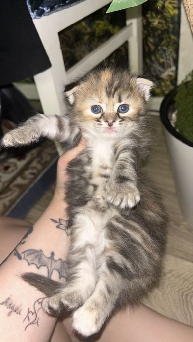Отдам в добрые руки котят вислоушка