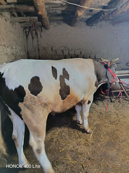 Buqa sotiladi zooori