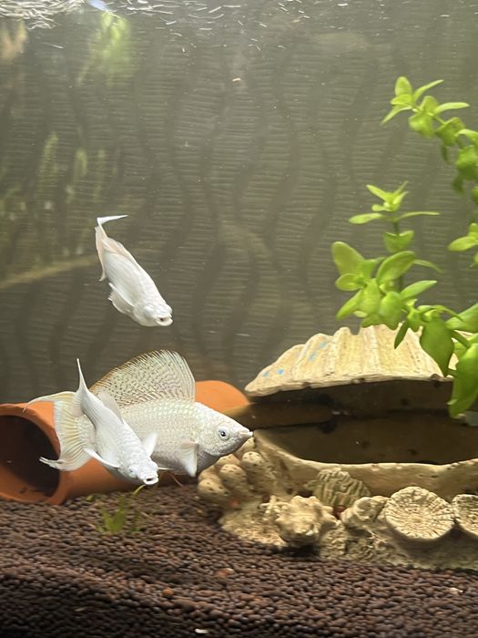 Велифера платина рыбка