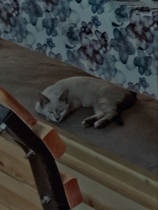 Похоже на сиамского котёнка голубые глаза