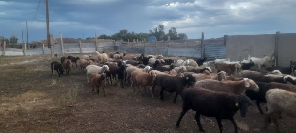 Продаются овцы бараны оптом или в розницу