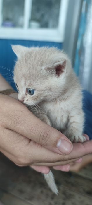 Отдам котят в добрые руки