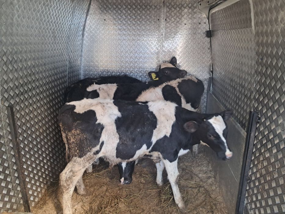 Vând 4 taurasi baltati pe negru