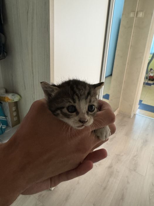 Подарявам котенца