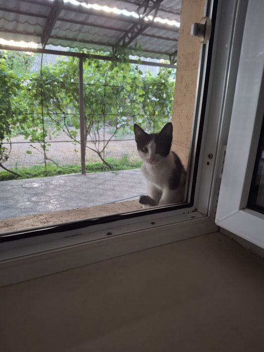 Пропала кошка по имени масяня