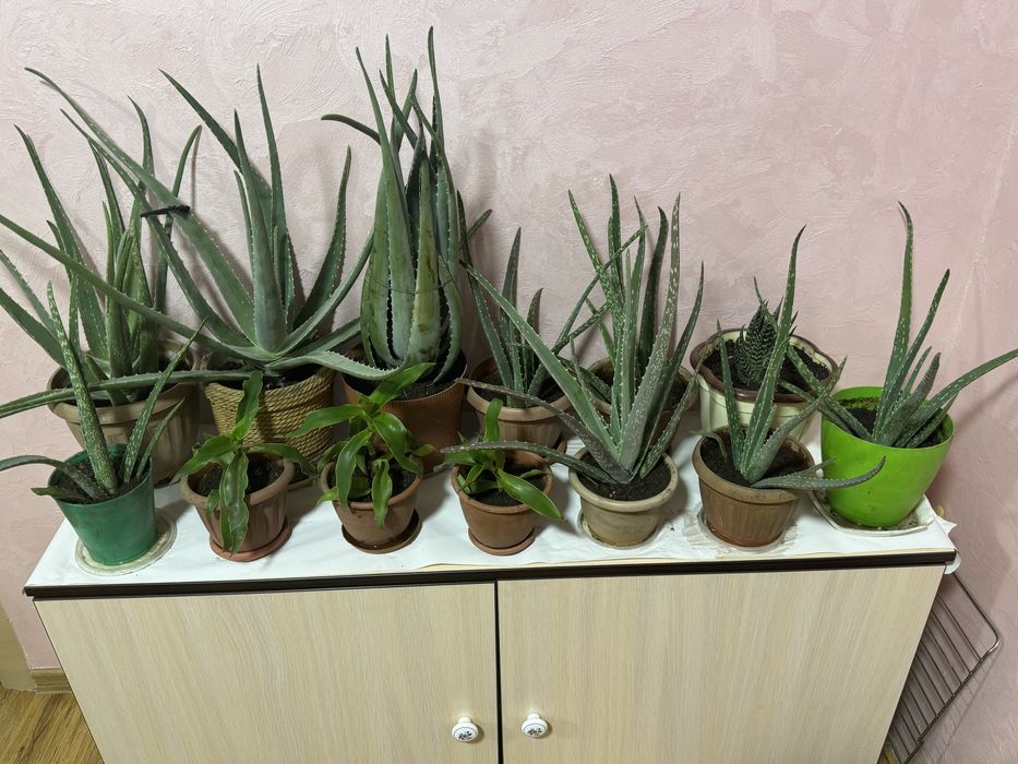 Продаются домашние цветы с горшком.