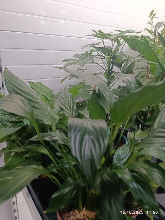 Продам комнатные цветы